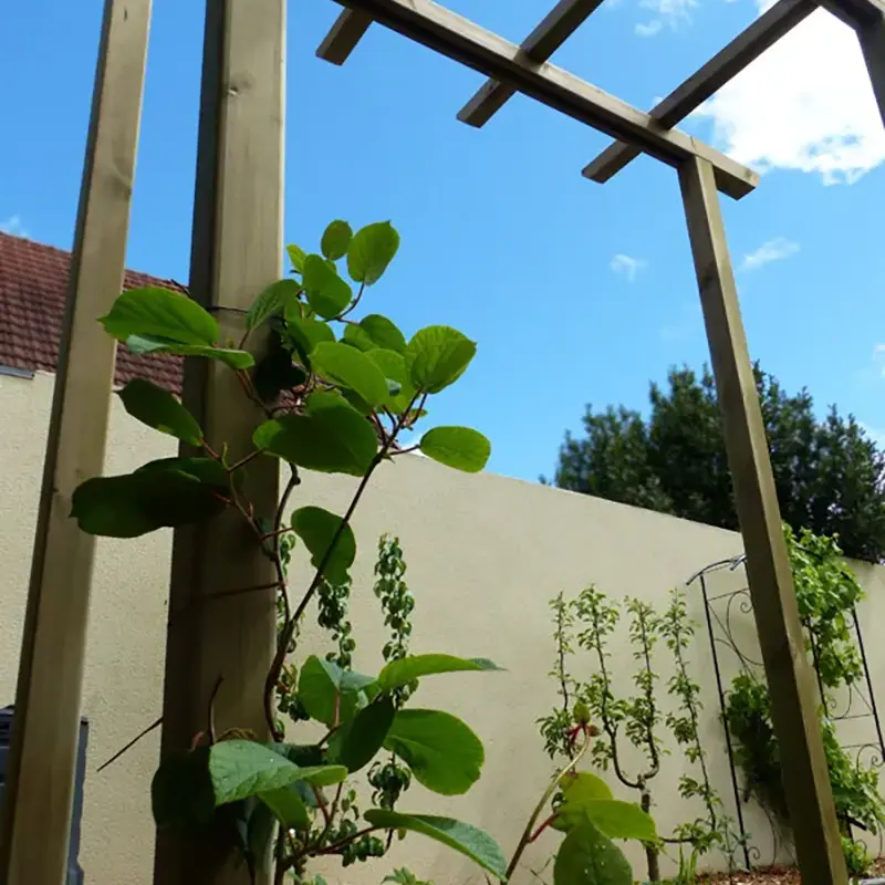 Installation d'une pergola en bois et plantation d'un kiwi