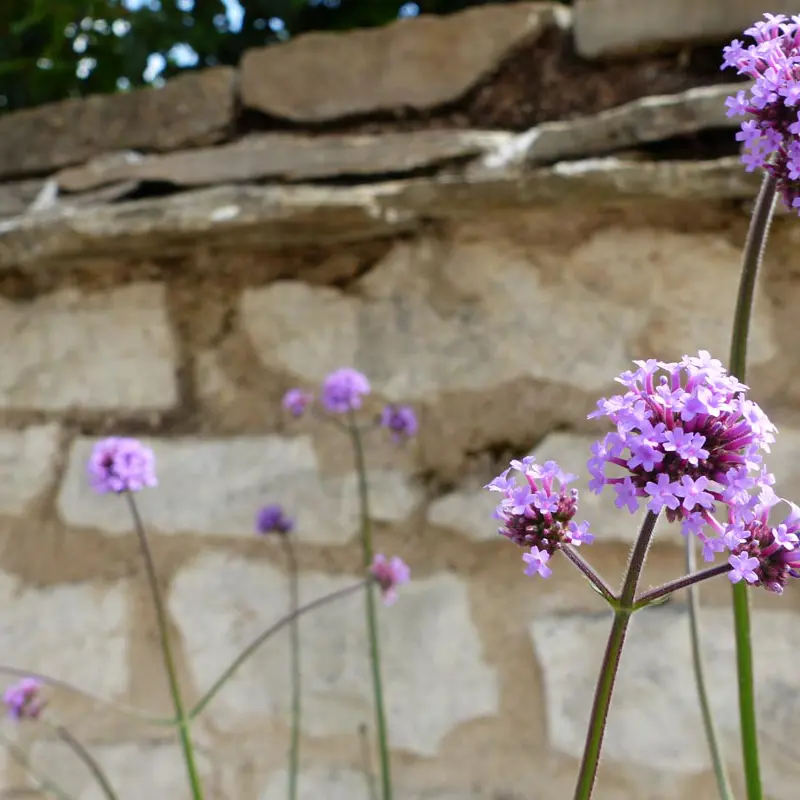 Végétalisation de jardins