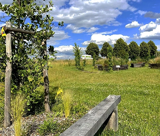 banc bois et prairie fleurie